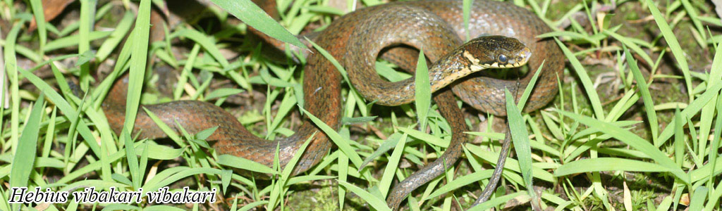 Hebius vibakari vibakari
