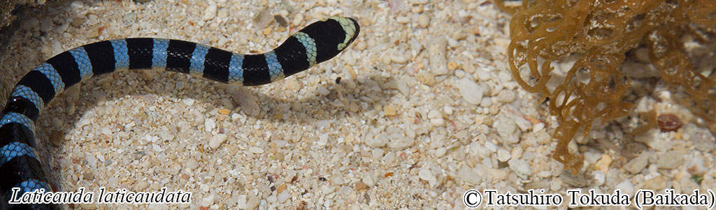 Laticauda laticaudata