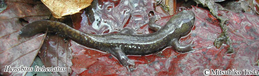Hynobius lichenatus