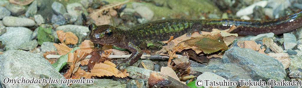 Onychodactylus japonicus